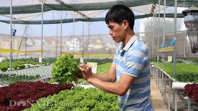 Anh Đức đ&atilde; từ bỏ c&ocirc;ng việc nh&agrave; nước để theo đuổi đam m&ecirc; l&agrave;m n&ocirc;ng nghiệp.