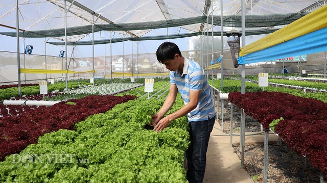 Anh L&ecirc; Quốc Đức b&ecirc;n trong vườn rau thủy canh xanh mướt của m&igrave;nh.