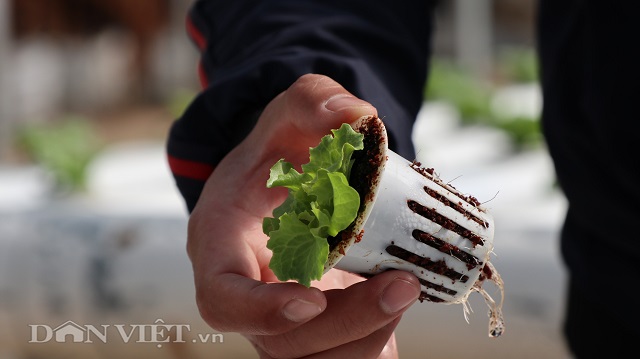 Anh Đức sử dụng c&aacute;c giống rau ngoại nhập, t&iacute;nh kh&aacute;ng khuẩn cao.