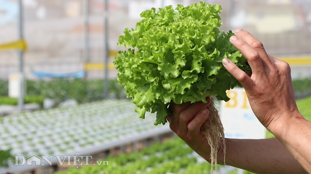 Việc đầu tư ban đầu để trồng rau thủy canh sẽ kh&aacute; lớn, tuy nhi&ecirc;n thời gian sử dụng thiết bị, vật tư được l&acirc;u.