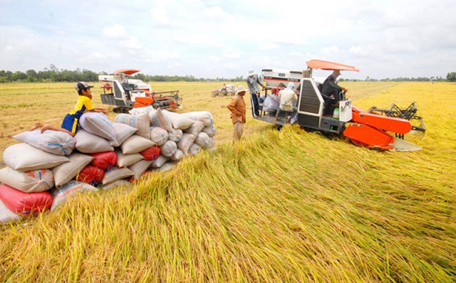 Vụ l&uacute;a vừa qua n&ocirc;ng d&acirc;n tr&uacute;ng m&ugrave;a, gi&aacute; b&aacute;n tăng cao