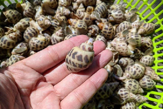 Gi&aacute; ốc hương Kh&aacute;nh H&ograve;a giảm đến 50%