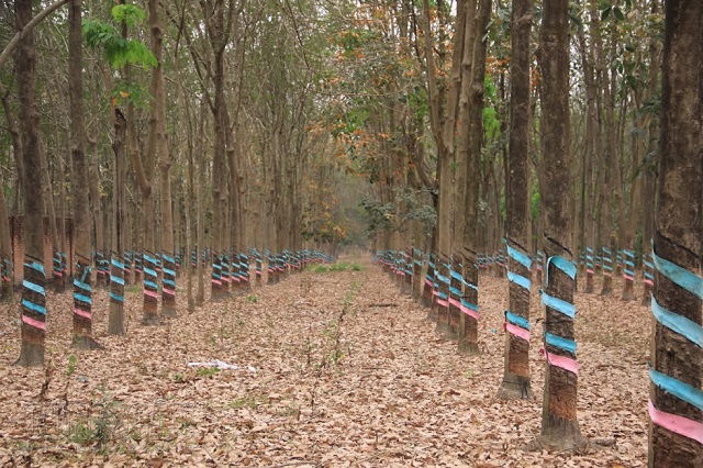 gi&aacute; cao su giảm nhẹ ở c&aacute;c kỳ ngăn hạn