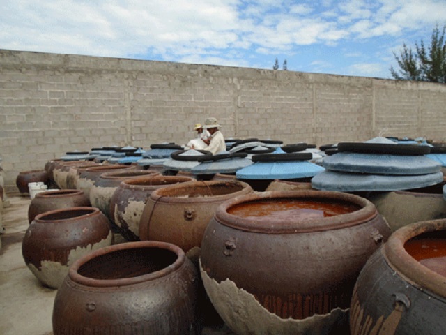 C&aacute;c nh&agrave; lều tại Phan Thiết hiện kh&ocirc;ng thể nhập c&aacute; để muối chượp do kh&ocirc;ng c&oacute; nguy&ecirc;n liệu