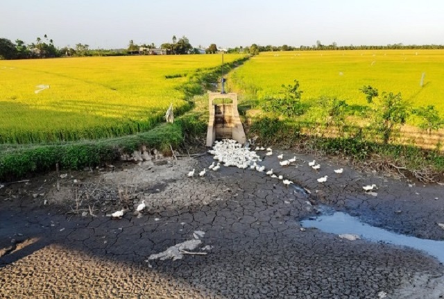 Chuyển đổi 50.000ha diện t&iacute;ch trồng l&uacute;a sang c&acirc;y trồng kh&aacute;c ở ĐBSCL