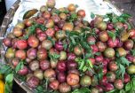 Mận đầu mùa giá 'chát' Mận đầu mùa giá 'chát'