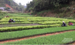 Cao Bằng: Chuẩn bị cây giống phục vụ trồng rừng Cao Bằng: Chuẩn bị cây giống phục vụ trồng rừng