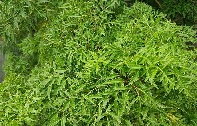 Đinh lăng được biết đến như một thứ