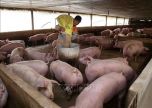 Tăng kiểm soát chi phí trung gian, xử lý nghiêm nạn đầu cơ, đẩy giá thịt lợn lên cao