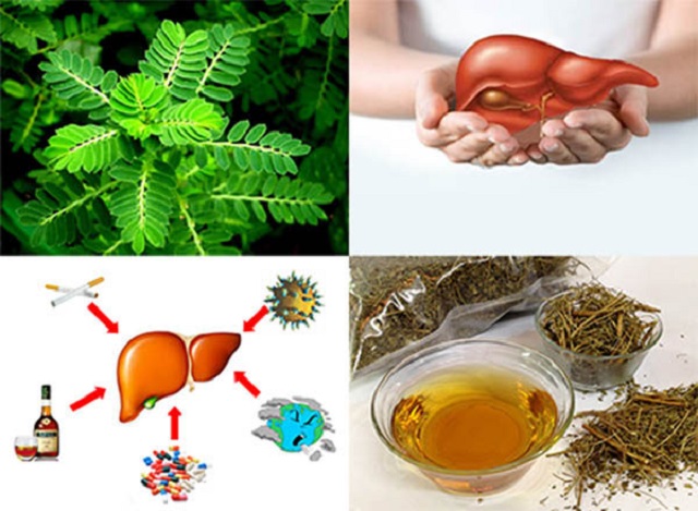 Cây chó đẻ có nhiều tác dụng tốt đối với sức khỏe và điều trị một số loại bệnh