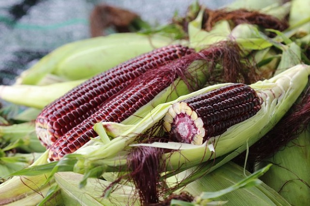 bắp t&iacute;m nữ ho&agrave;ng đỏ