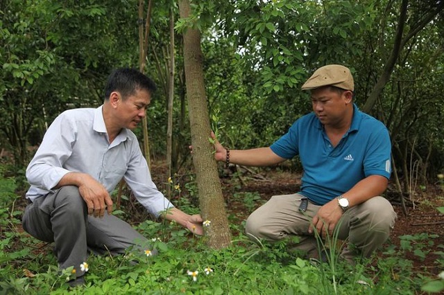 C&aacute;c chuy&ecirc;n ra nhận định rằng thổ nhưỡng ở T&acirc;y Ngu&ecirc;n rất ph&ugrave; hợp với c&acirc;y đ&agrave;n hương