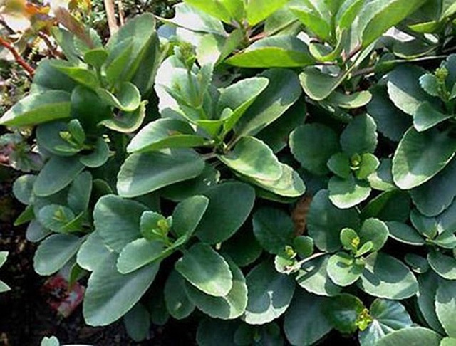 C&acirc;y sống đời c&oacute; c&ocirc;ng dụng trong điều trị một số bệnh l&yacute; thường gặp