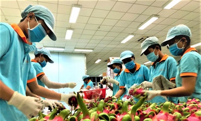 Xuất khẩu thanh long sang Australia được đ&oacute;n nhận l&agrave; tin vui lớn đối với sản phẩm tr&aacute;i c&acirc;y thế mạnh của nước ta