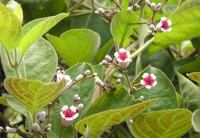 l&aacute; mơ c&oacute; thể sử dụng trong một số b&agrave;i thuốc Đ&ocirc;ng y để trị bệnh