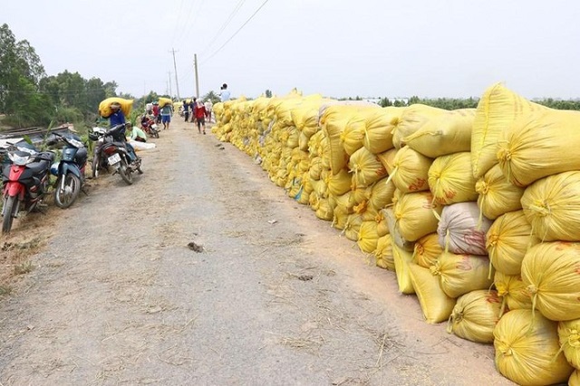 Vụ l&uacute;a Đ&ocirc;ng Xu&acirc;n ở Đồng bằng s&ocirc;ng Cửu Long bội thu do thực hiện nhiều giải ph&aacute;p tr&aacute;nh hạn mặn