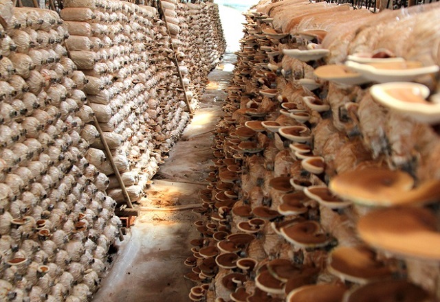 Nấm l&agrave; loại thực phẩm được y&ecirc;u th&iacute;ch v&agrave; ti&ecirc;u thụ kh&aacute; nhanh tr&ecirc;n thi trường