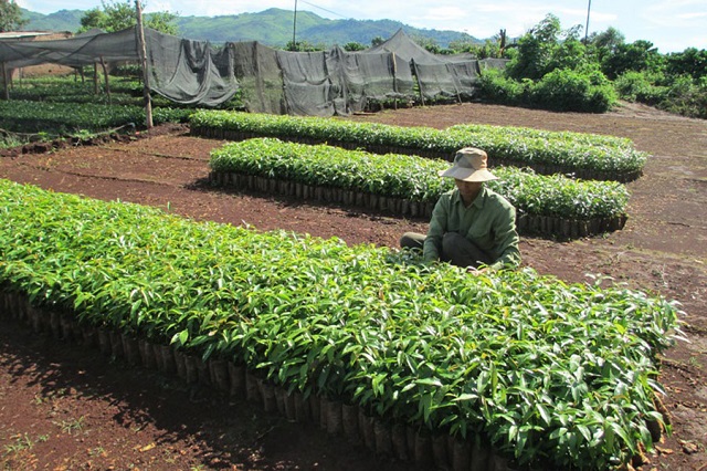 vườn ươm c&acirc;y giống