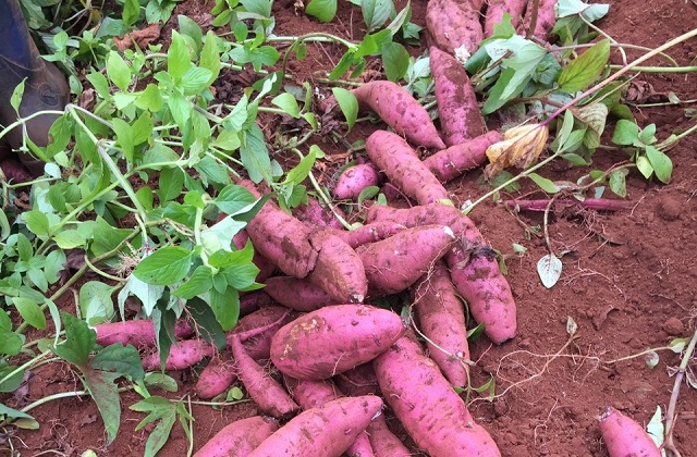 Khoai lang Lệ Cần &ndash; Củ khoai lang cứu đ&oacute;i một thời, thứ đặc sản kh&ocirc;ng phải nơi n&agrave;o cũng trồng được