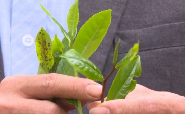 Ch&egrave; t&iacute;m l&agrave; thảo dược qu&yacute; gi&uacute;p ngăn ngừa v&agrave; hỗ trợ điều trị bệnh ung thư hiệu quả