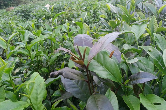 ch&egrave; b&uacute;p t&iacute;m c&oacute; gi&aacute; cao nhưng đầu ra kh&oacute;