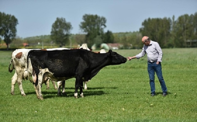 Đ&agrave;n b&ograve; được nu&ocirc;i bằng thức ăn ho&agrave;n to&agrave;n tự nhi&ecirc;n, kh&ocirc;ng bị biến đổi gen, kh&ocirc;ng thuốc kh&aacute;ng sinh, hormone tăng trưởng