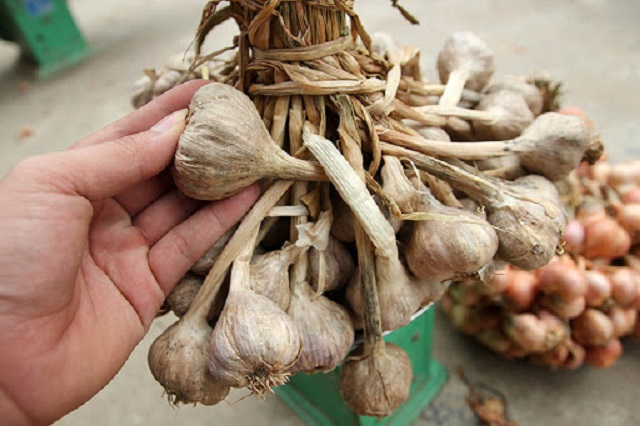 H&agrave;nh tỏi Kinh M&ocirc;n l&agrave; thương hiệu được rất nhiều người d&acirc;n trong cả nước ưa chuộng