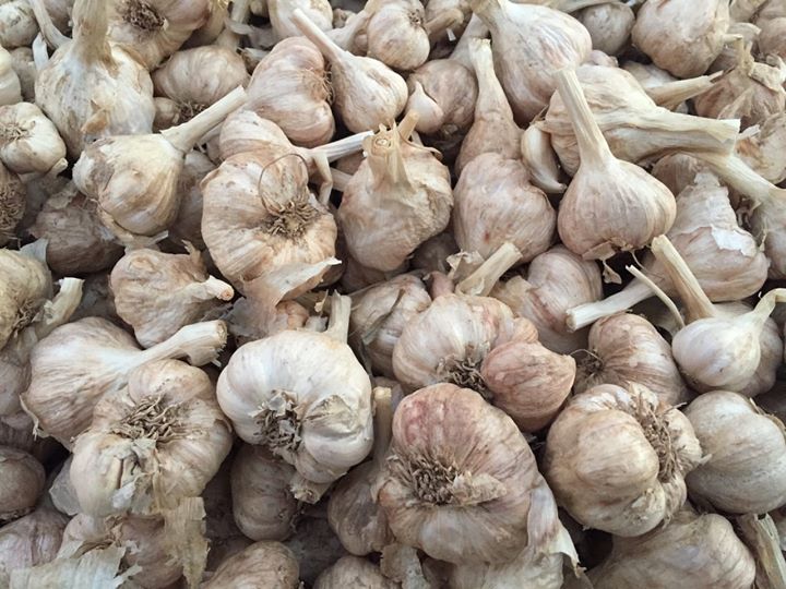 H&agrave;nh tỏi trồng ở đất Kinh M&ocirc;n cho củ to, mẩy, sản lượng lớn, chất lượng tốt &iacute;t địa phương kh&aacute;c c&oacute; được