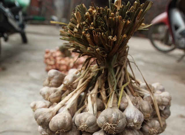 H&agrave;nh tỏi Kinh M&ocirc;n l&agrave; một trong những loại mặt h&agrave;ng n&ocirc;ng sản xuất khẩu uy t&iacute;n