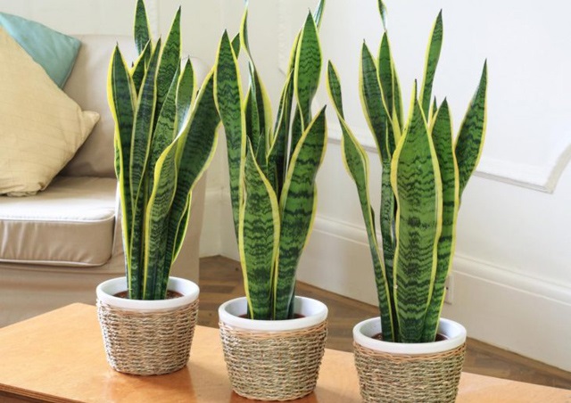 Cây lưỡi hổ giúp thanh lọc không khí, có thể trồng trong nhà giúp không khí trong sạch hơn