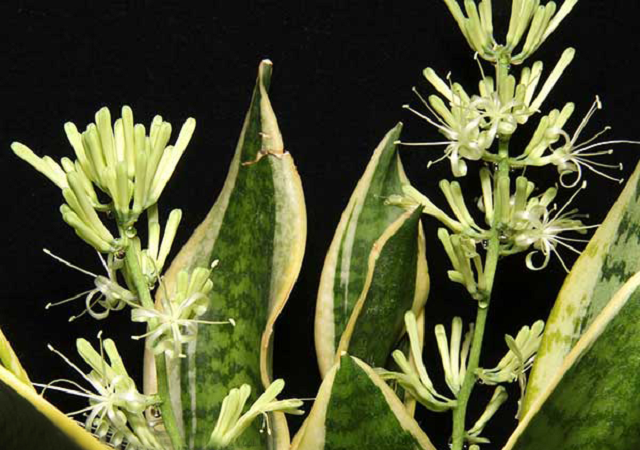 Trong Đông Y cây lưỡi hổ có thể hỗ trợ trong điều một số vấn đề về bệnh lý