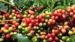 Giá cà phê hôm nay 21/4: Giảm nhẹ