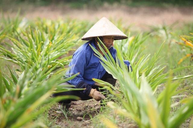 Dược liệu sạch cần chọn ch&iacute;nh x&aacute;c giống c&acirc;y dược liệu cần d&ugrave;ng, đảm bảo an to&agrave;n trong qu&aacute; tr&igrave;nh sử dụng v&agrave; kh&ocirc;ng g&acirc;y c&aacute;c t&aacute;c dụng phụ