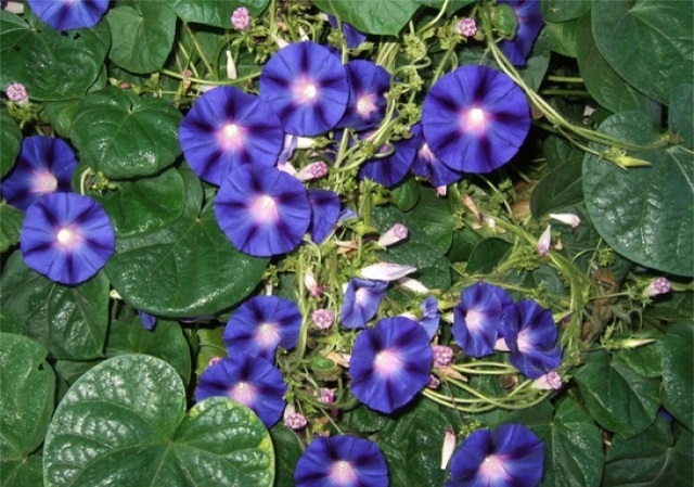 B&igrave;m B&igrave;m c&oacute; nhiều c&ocirc;ng dụng chữa bệnh