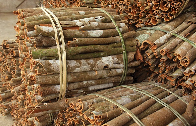 Huyện v&ugrave;ng cao Tr&agrave; Bồng v&agrave; T&acirc;y Tr&agrave; nổi tiếng l&agrave; v&ugrave;ng đất trồng quế, đồng b&agrave;o d&acirc;n tộc Cor nơi đ&acirc;y xem c&acirc;y quế l&agrave; đặc sản l&agrave; c&acirc;y tho&aacute;t ngh&egrave;o