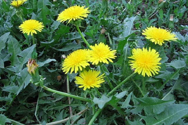 Uống nước bồ c&ocirc;ng anh c&oacute; thể cải thiện một số chứng bệnh