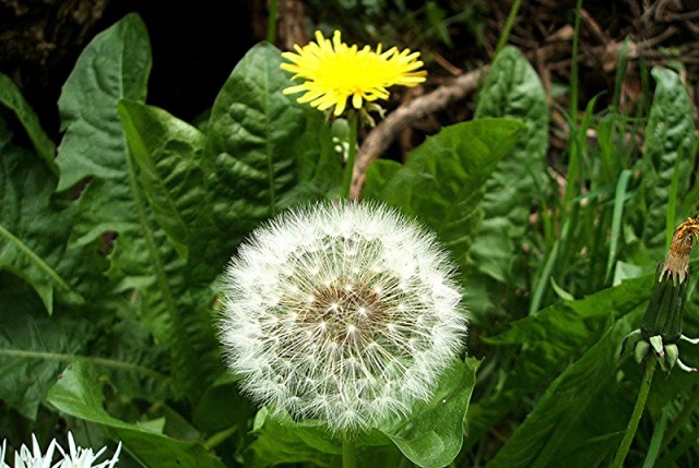 Theo Đ&ocirc;ng Y l&aacute; c&acirc;y c&oacute; t&iacute;nh thanh nhiệt, giải độc, l&agrave;m m&aacute;t gan hiệu quả