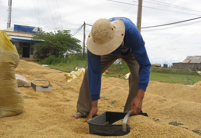 C&aacute;c doanh nghiệp được ph&eacute;p xuất khẩu gạo trở lại b&igrave;nh thường từ ng&agrave;y 1/5