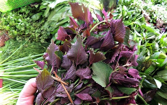 chữa bệnh g&uacute;t bằng l&aacute; t&iacute;a t&ocirc;