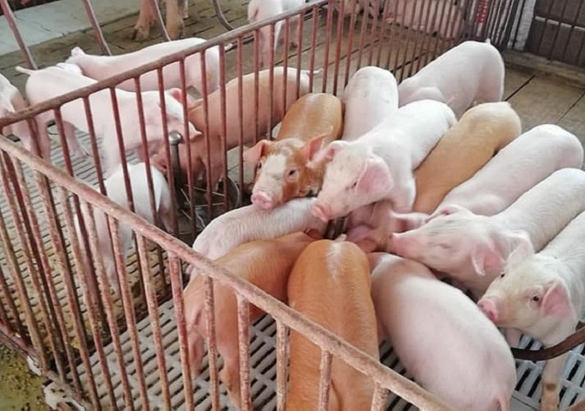 Gi&aacute; thịt lợn hơi đồng loạt giảm mạnh trong cả nước nhưng vẫn ở mức cao