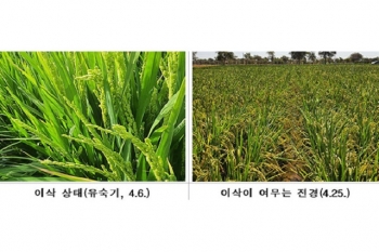 Hàn Quốc: Chuẩn bị thu hoạch giống lúa trồng thành công trên sa mạc