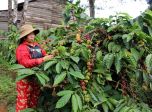 Giá cà phê hôm nay 2/5: Dự báo tăng lên 30.700 đồng/kg