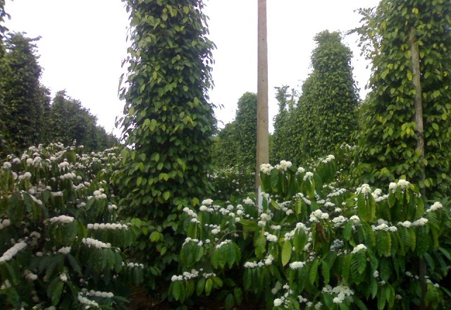 Xen canh cà phê và các loại cây trồng khác còn giảm rủi ro về giá cả cho người nông dân