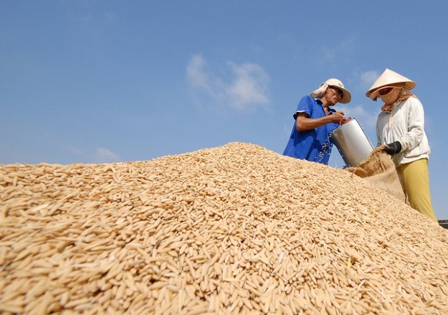 Gi&aacute; gạo xuất  khẩu tăng một phần do t&acirc;m l&yacute; lo sợ dịch bệnh tr&ecirc;n to&agrave;n cầu