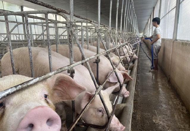 Gi&aacute; lợn hơi vẫn tăng kh&ocirc;ng ngừng trong bối cảnh người chăn nu&ocirc;i chật vật t&aacute;i đ&agrave;n