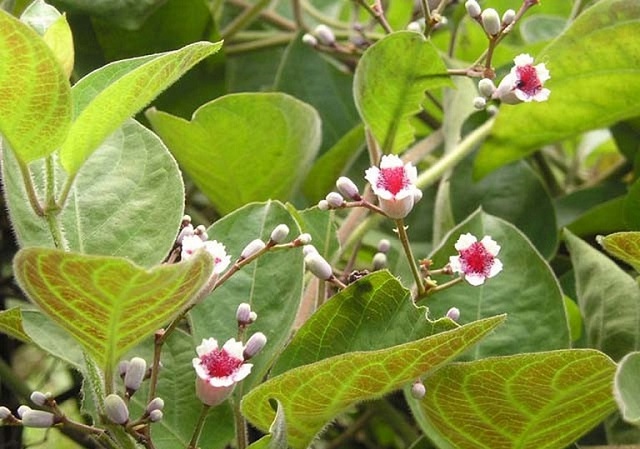 Theo đ&ocirc;ng y, l&aacute; mơ l&ocirc;ng c&ograve;n được gọi l&agrave; l&aacute; mơ tam thể c&oacute; t&aacute;c dụng trong việc điều trị một số bệnh l&yacute;