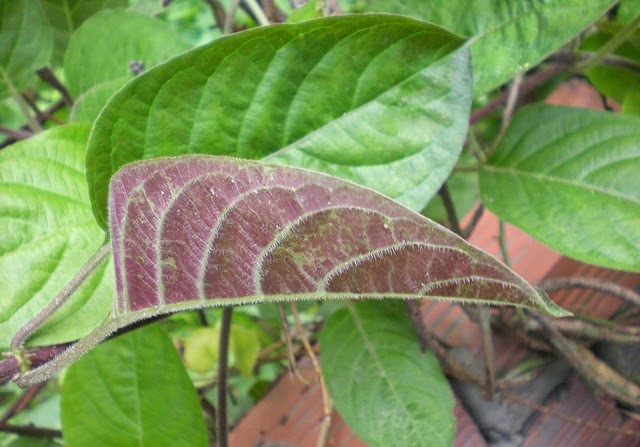 l&aacute; mơ điều trị bệnh phổi