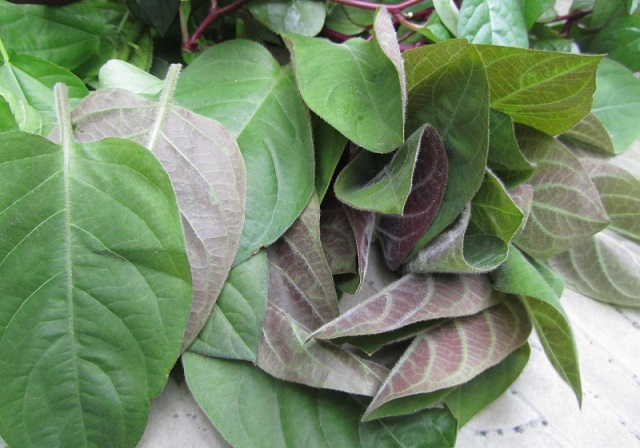 C&aacute;ch chữa bệnh phổi bằng l&aacute; mơ được thực hiện v&ocirc; c&ugrave;ng đơn giản