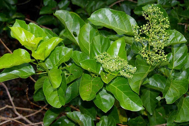 L&aacute; vọng c&aacute;ch c&oacute; c&ocirc;ng dụng rất tốt để điều trị c&aacute;c bệnh li&ecirc;n quan đến đường ti&ecirc;u h&oacute;a