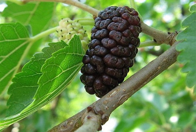 C&acirc;y d&acirc;u tằm ở nước ta được trồng ở khắp nơi bằng c&aacute;ch gi&acirc;m c&agrave;nh